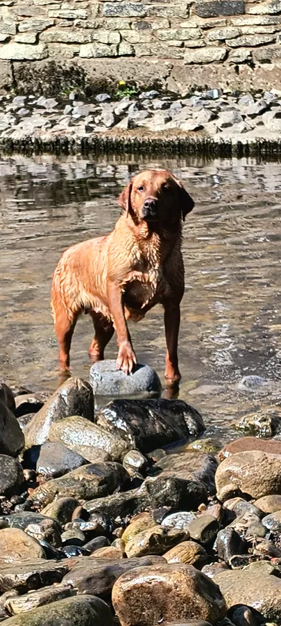 Fully Trained Lab Bitch