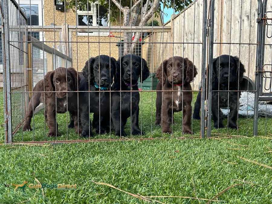 Working cocker puppies