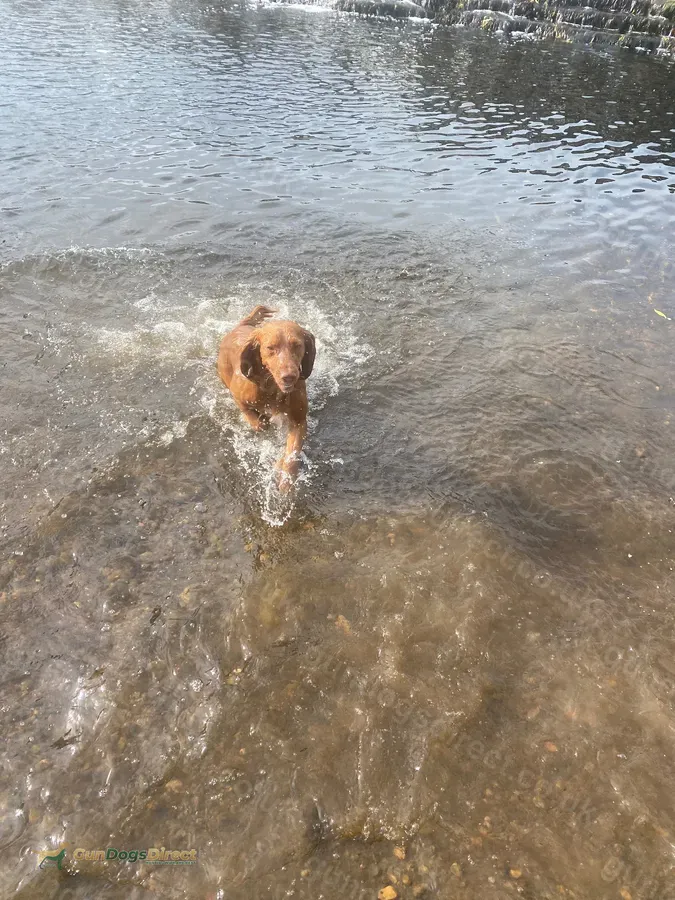 Well bred working Cocker Stud