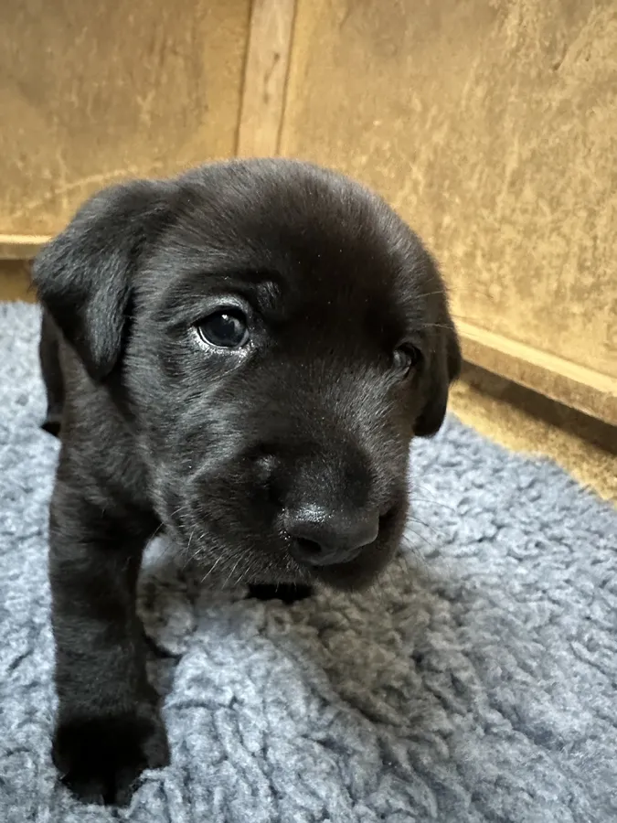 FTCH sired black litter ready for homes May