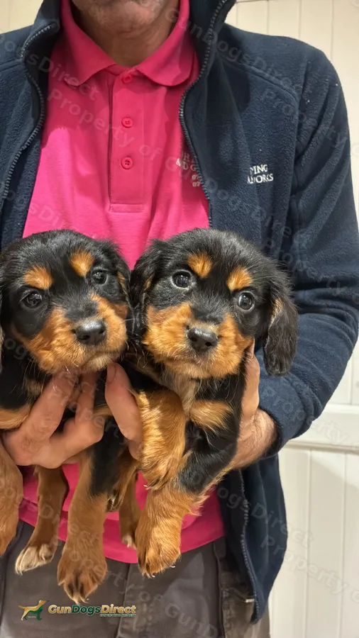 FTSH SIRED AMAZING LINES HEALTB TESTED COCKER PUPS