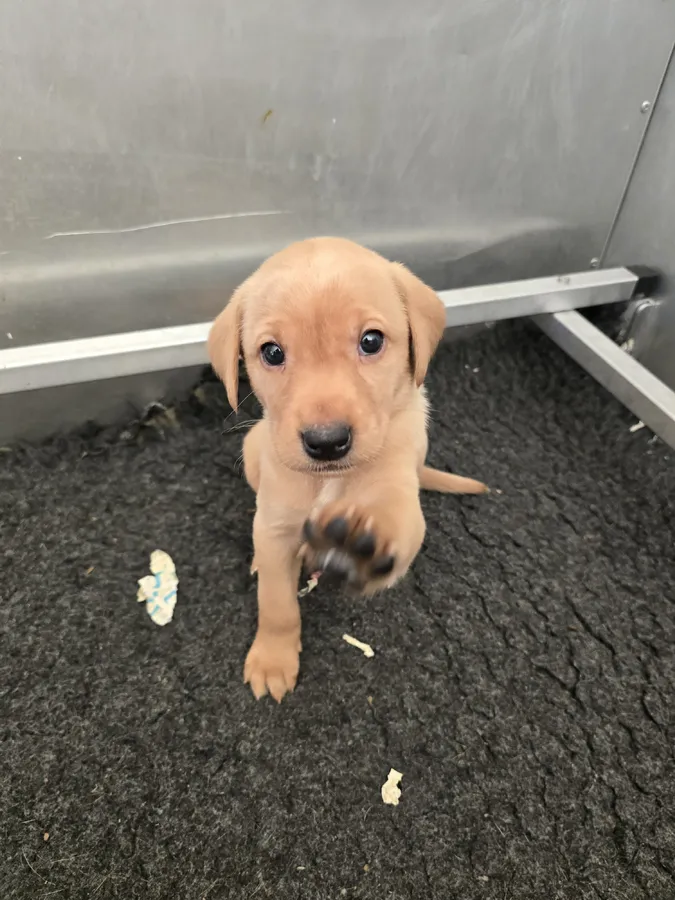 Well bred KC labrador puppies