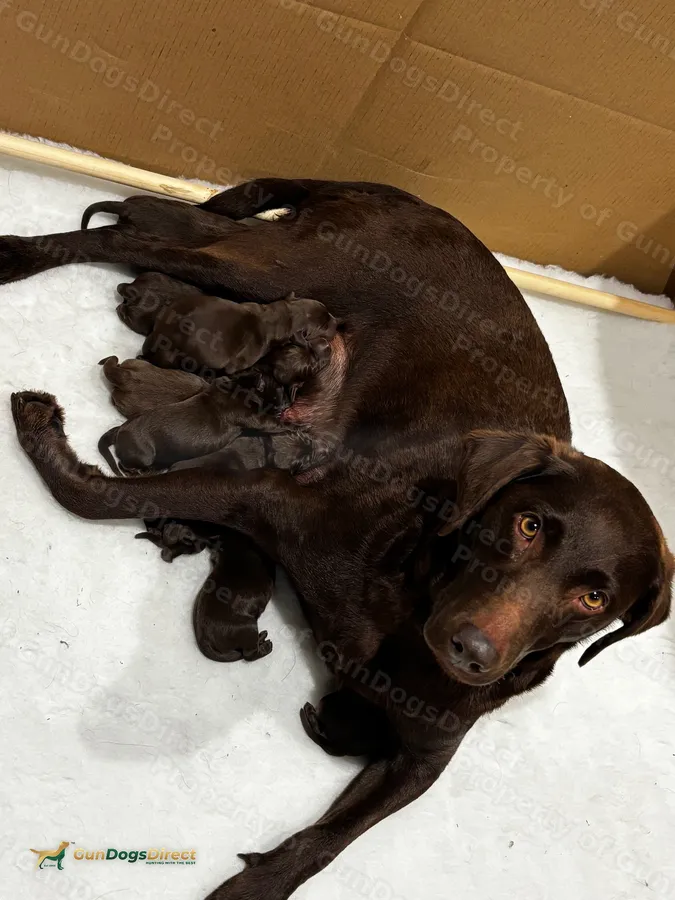 Chocolate Labrador Puppies