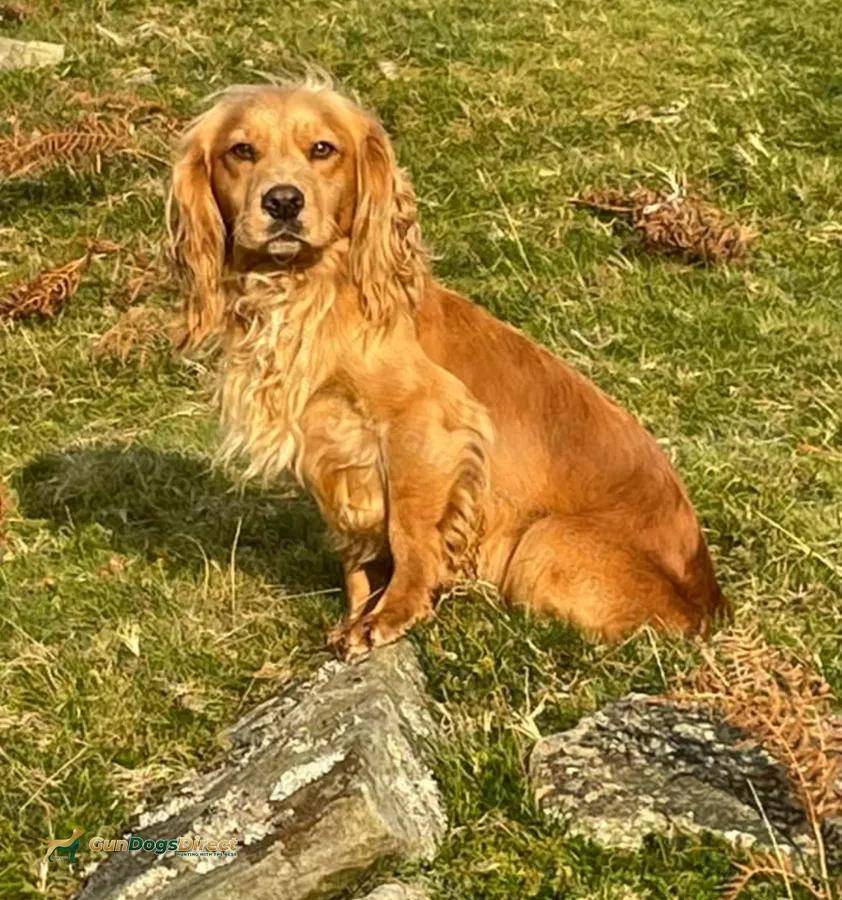 Working Coocker Working Cocker spaniel pups | GunDogsDirect