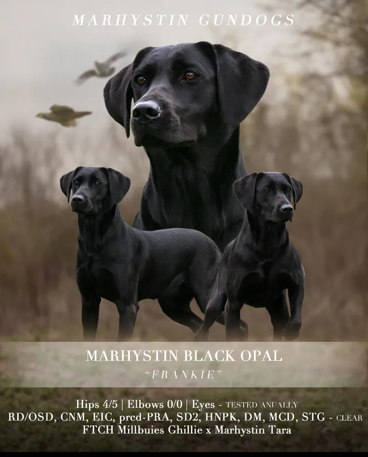 Exceptional Pedigree and Health Tested