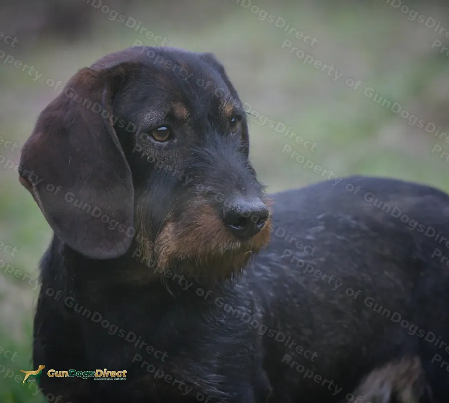 Champion line Teckel Stud