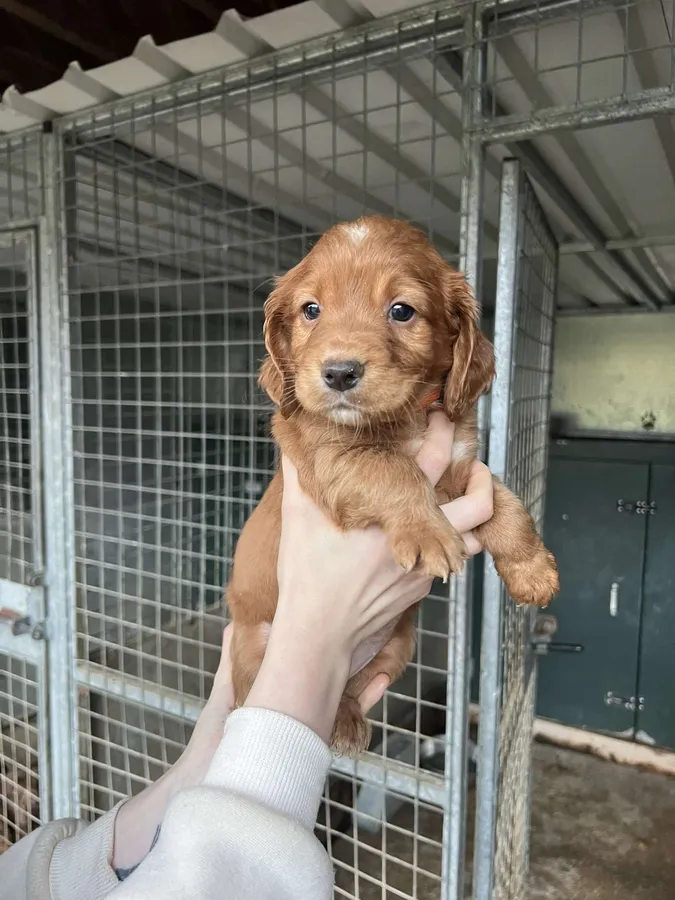 KC Registered working cocker spaniel puppies