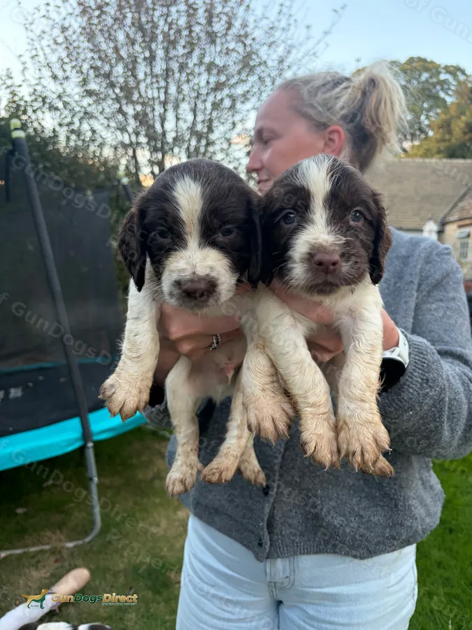Kc reg ess pups