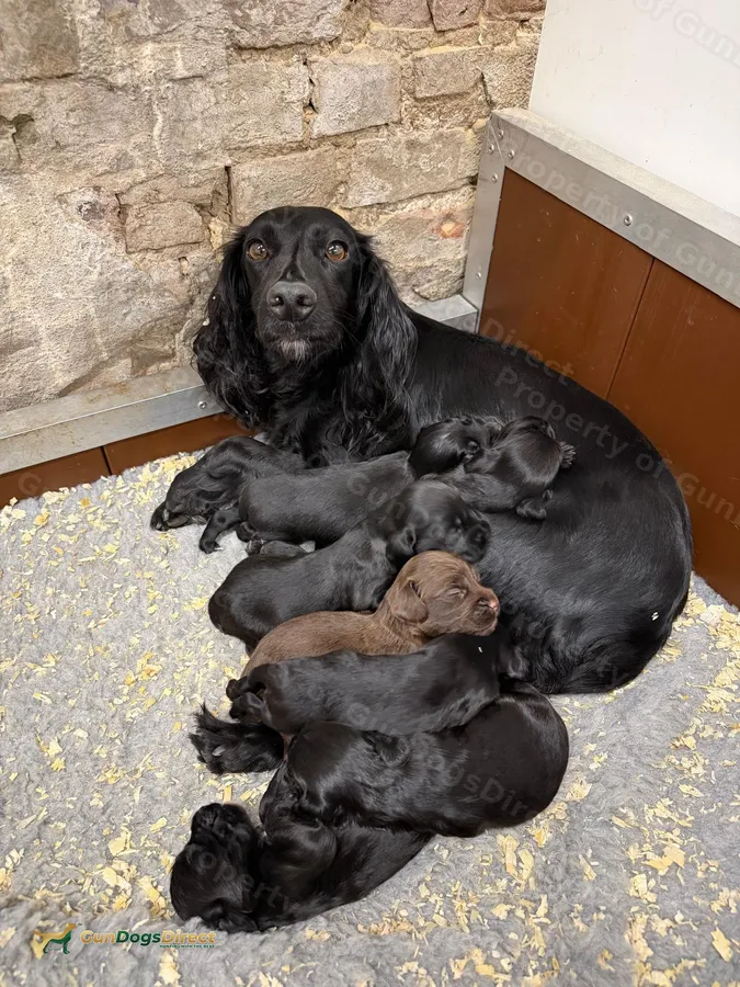 FTCH Sired KC Registered Cocker Spaniel Puppies