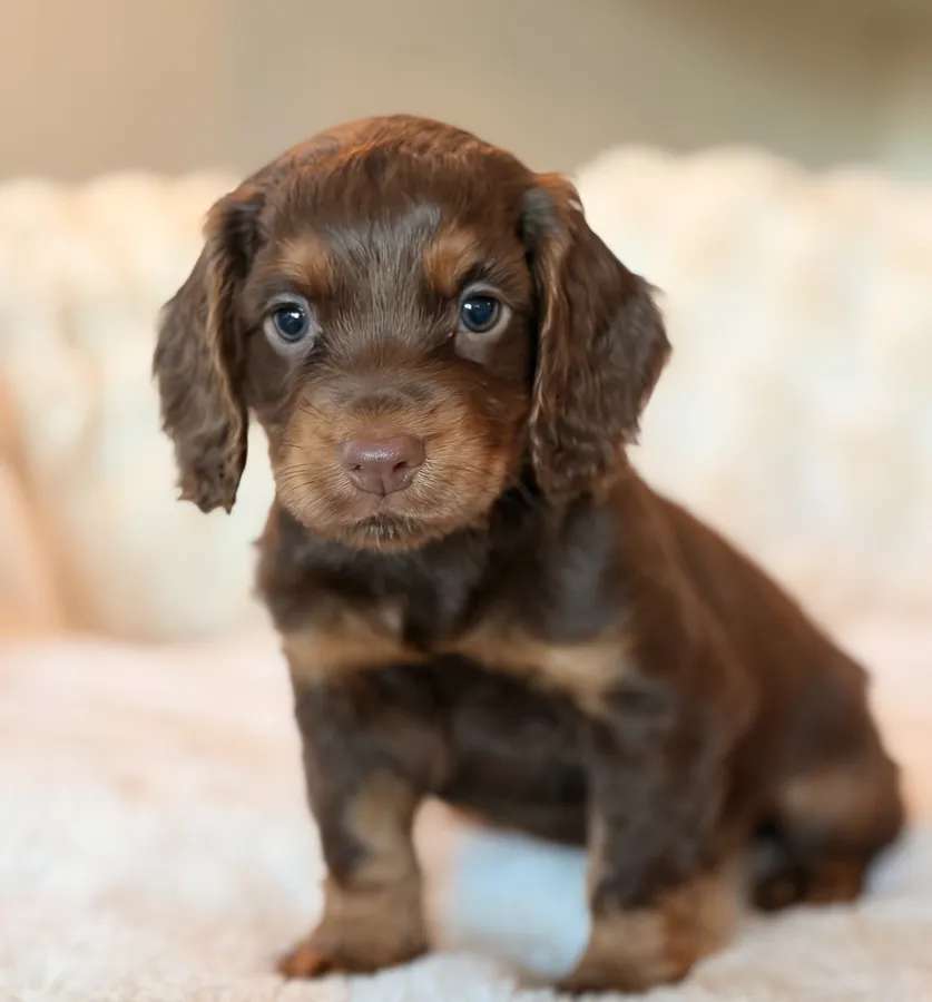 Beautiful CHOC-TAN PHANTOM PUPS