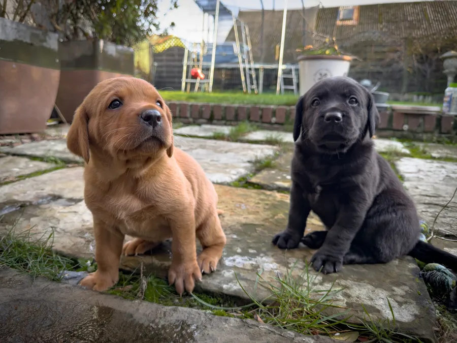 FTCH Sired KC Registered Labrador Puppies