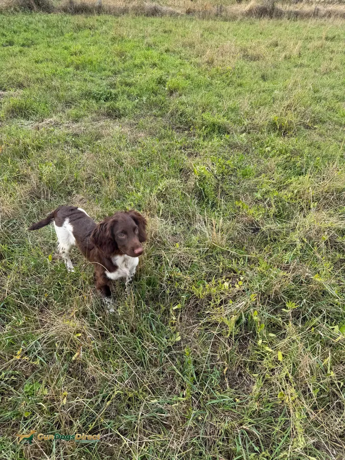 Springer Dog
