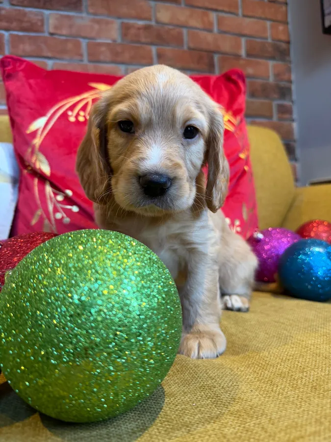 Working cocker spaniel puppies for sale