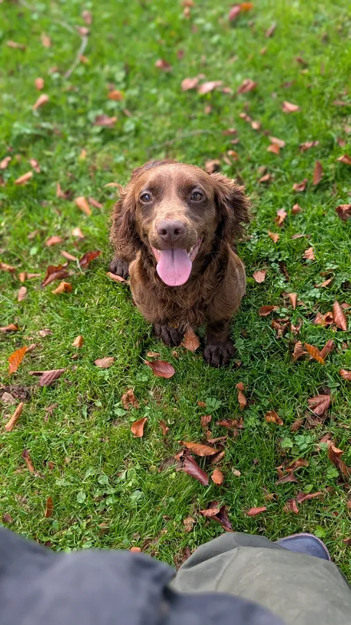 Twist a 7 month old cocker spaniel with no KC reg