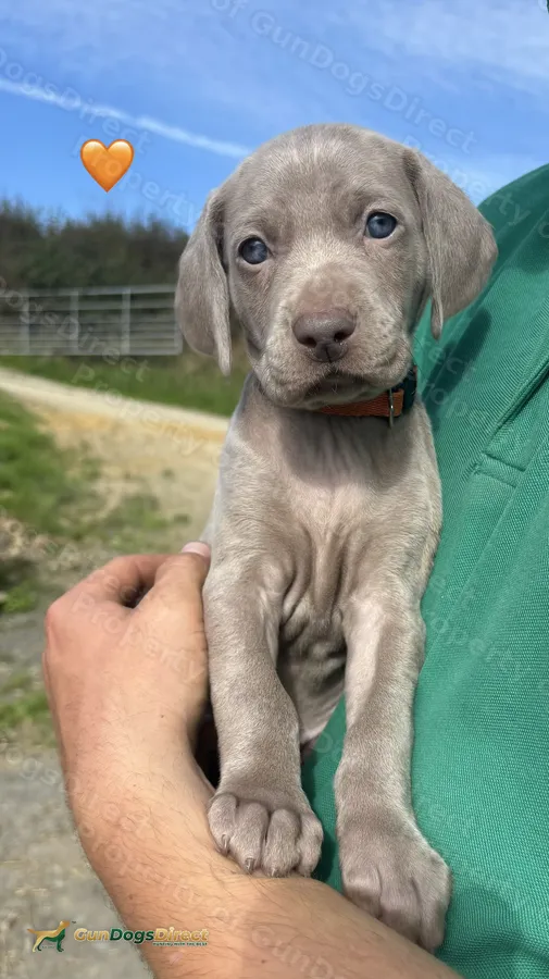 Confirmed litter due mid August