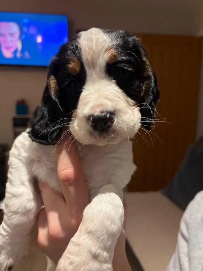 White black tan cocker bitch pup