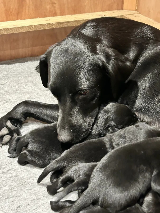 KC reg pedigree family home black lab puppies