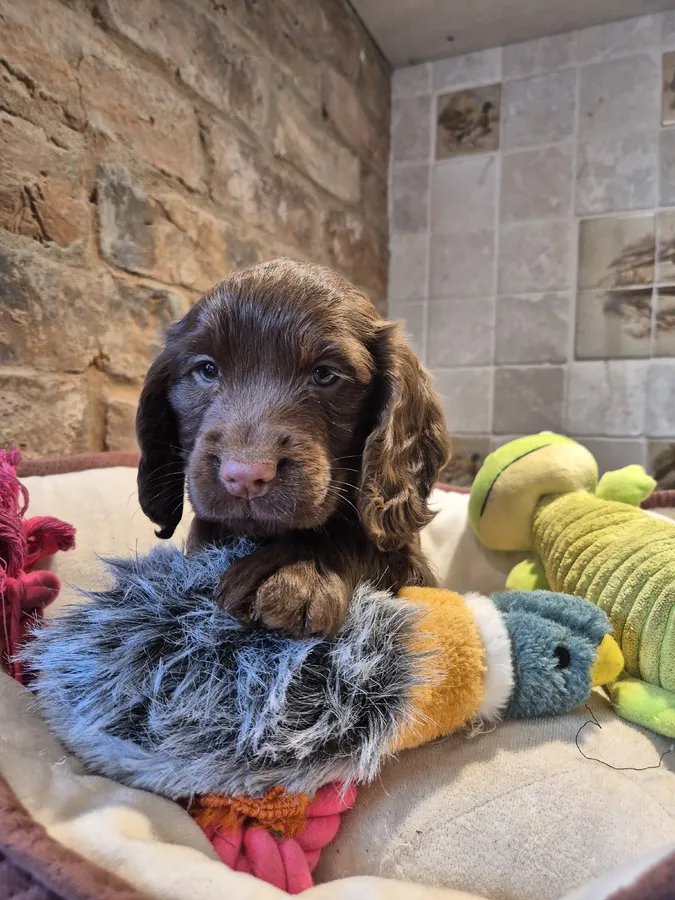 Chocolate kc registered puppies