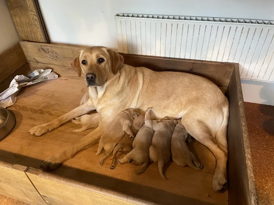 KC yellow lab puppies