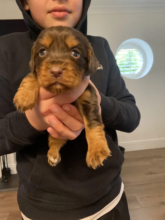 Amazing Ftch lines kc working cocker pups