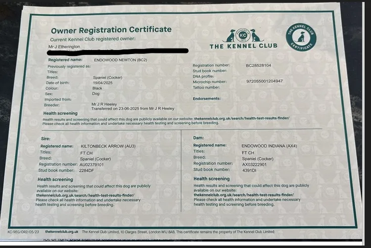 Part Trained Cocker Spaniel