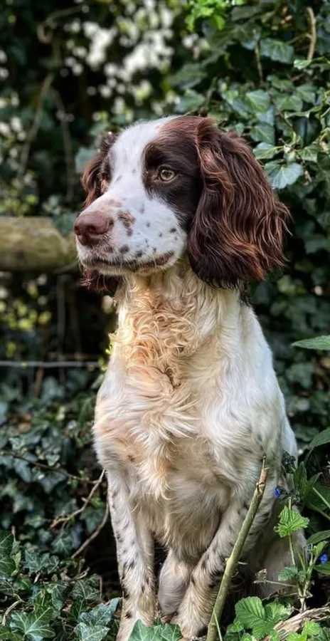 6 traditional springer puppies