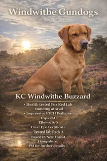 Fully Health Tested KC Reg Windwithe Buzzard