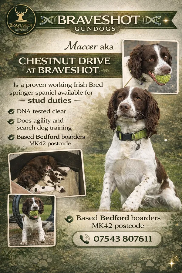 Proven Irish bred springer spaniel