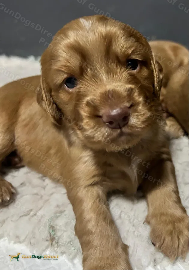Golden Working Cocker Spaniel Puppies