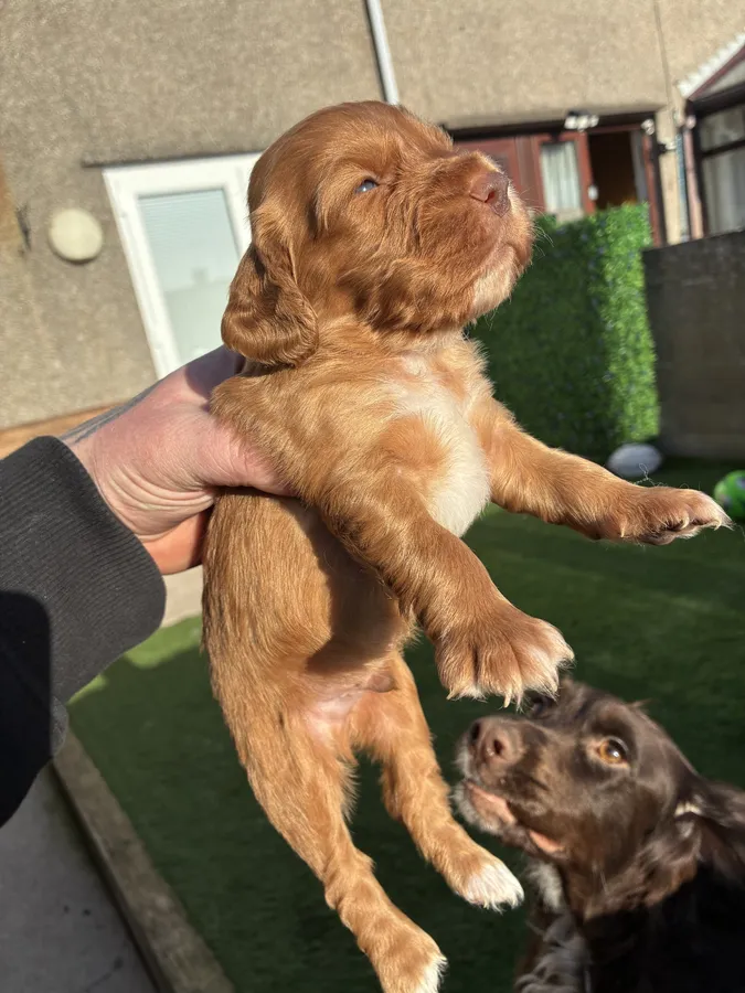 Working cockerspaniel puppies