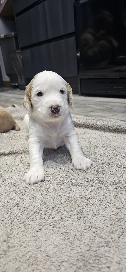 Working Cocker Spaniel