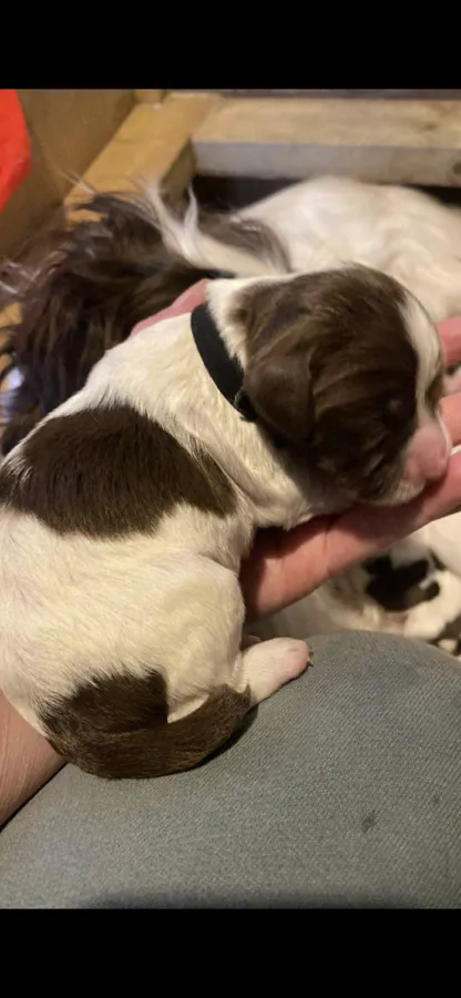 Kc Ess liver and white puppies for sale