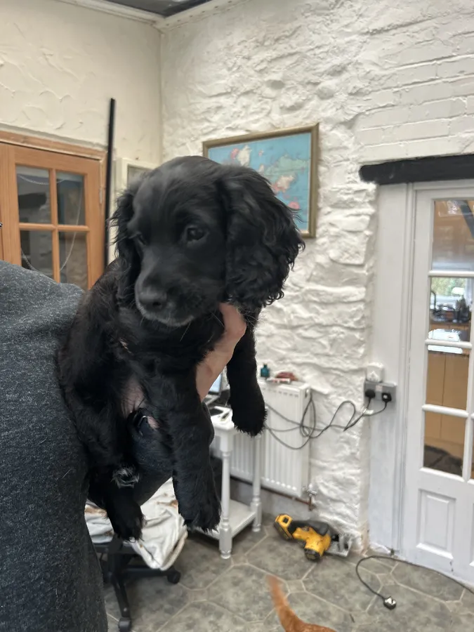 Working cocker spaniel
