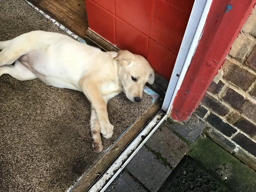 Labrador bitch puppy