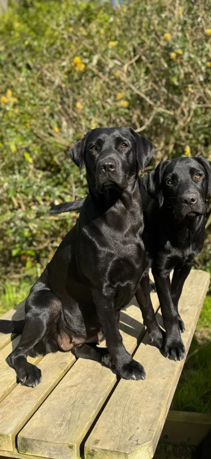 KC registered Black Labrador Puppies