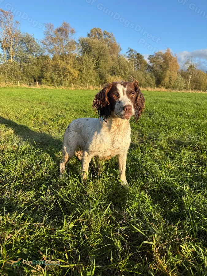 English spaniel bitch | GunDogsDirect