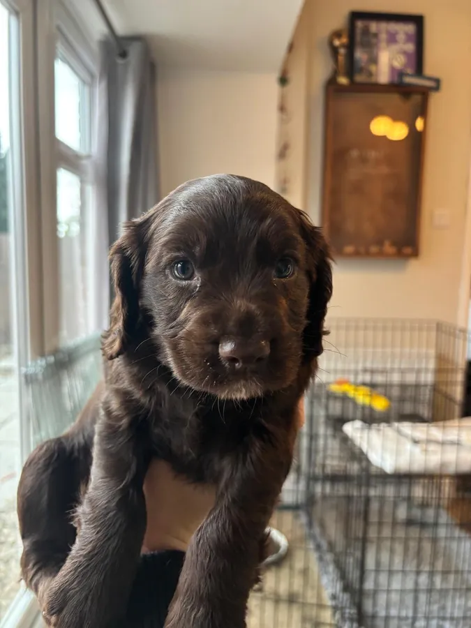 KC Reg Cocker Spaniel Puppies