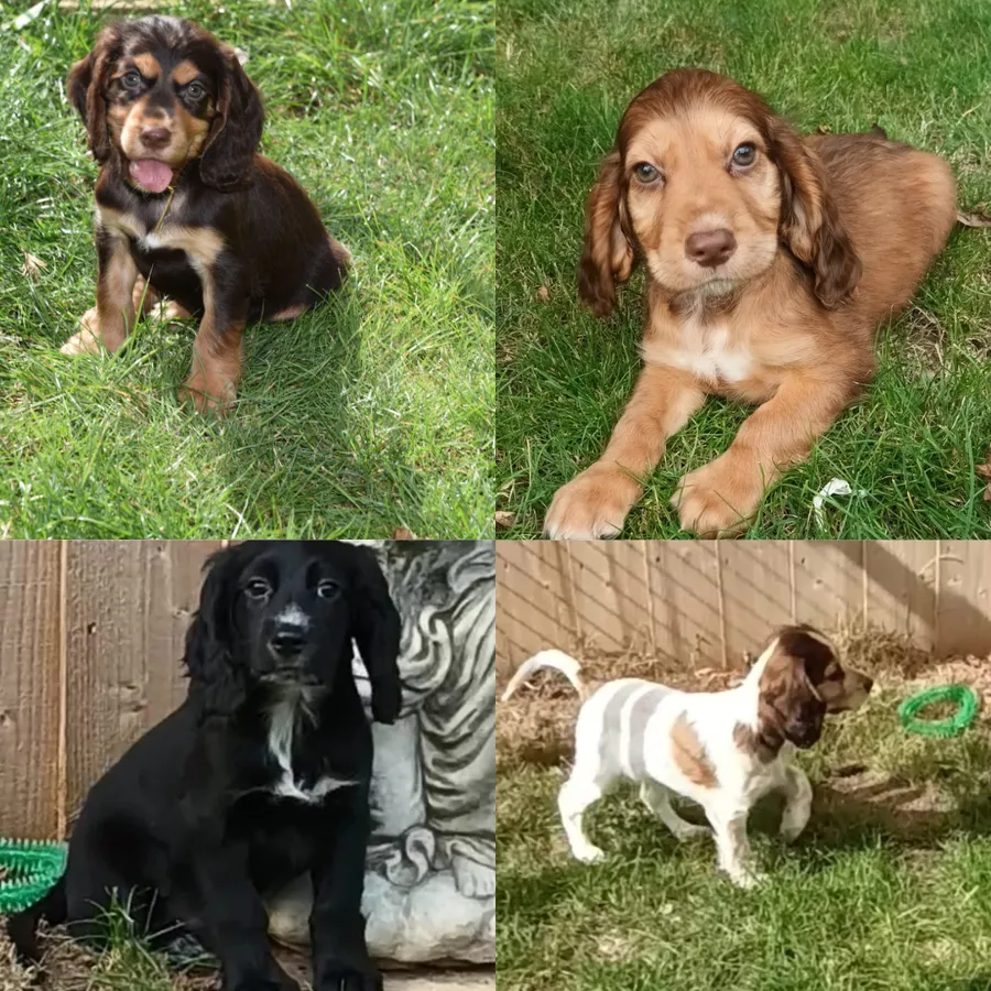 Kc Reg Cocker Spaniel Puppies Available