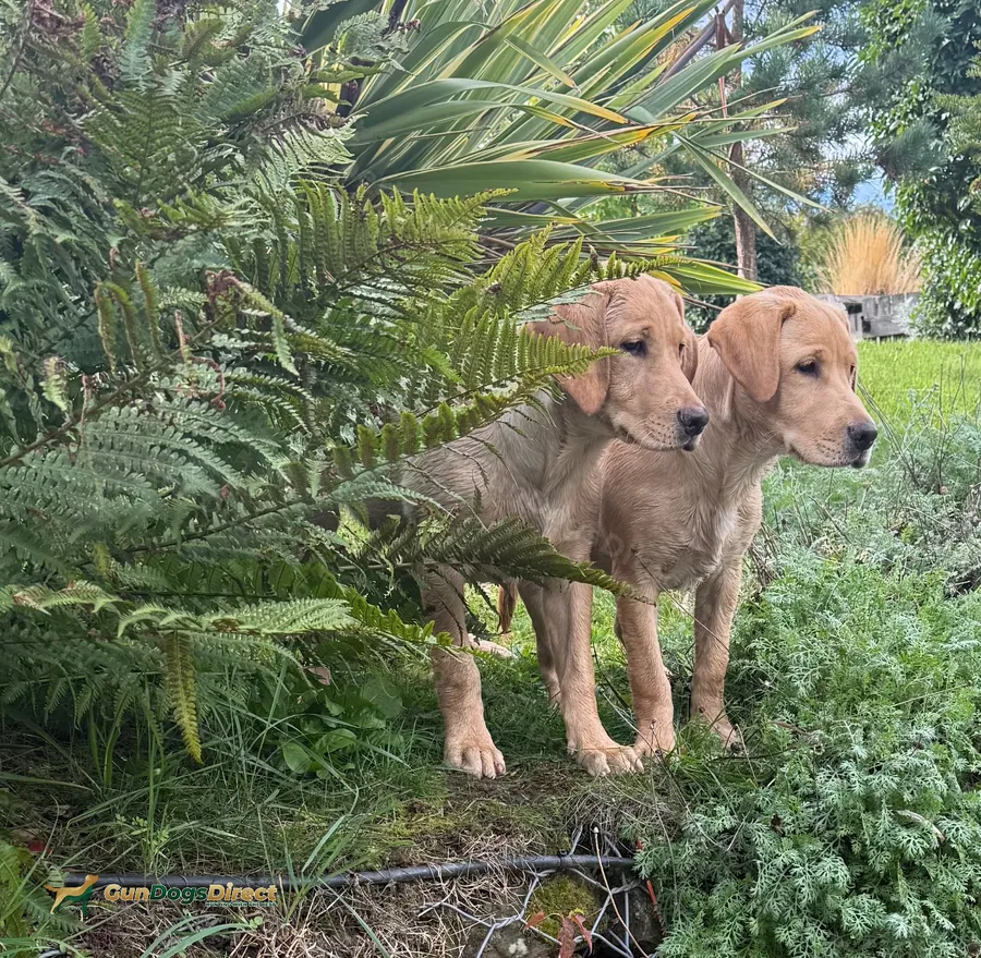 Very lovely 4 month old dog pup
