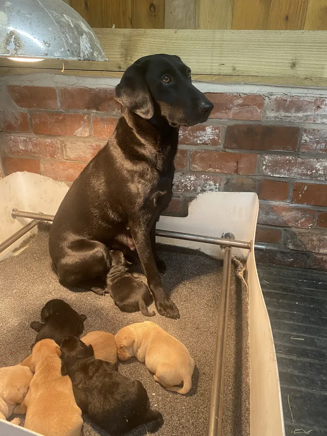 KC registered Labrador puppies for sale