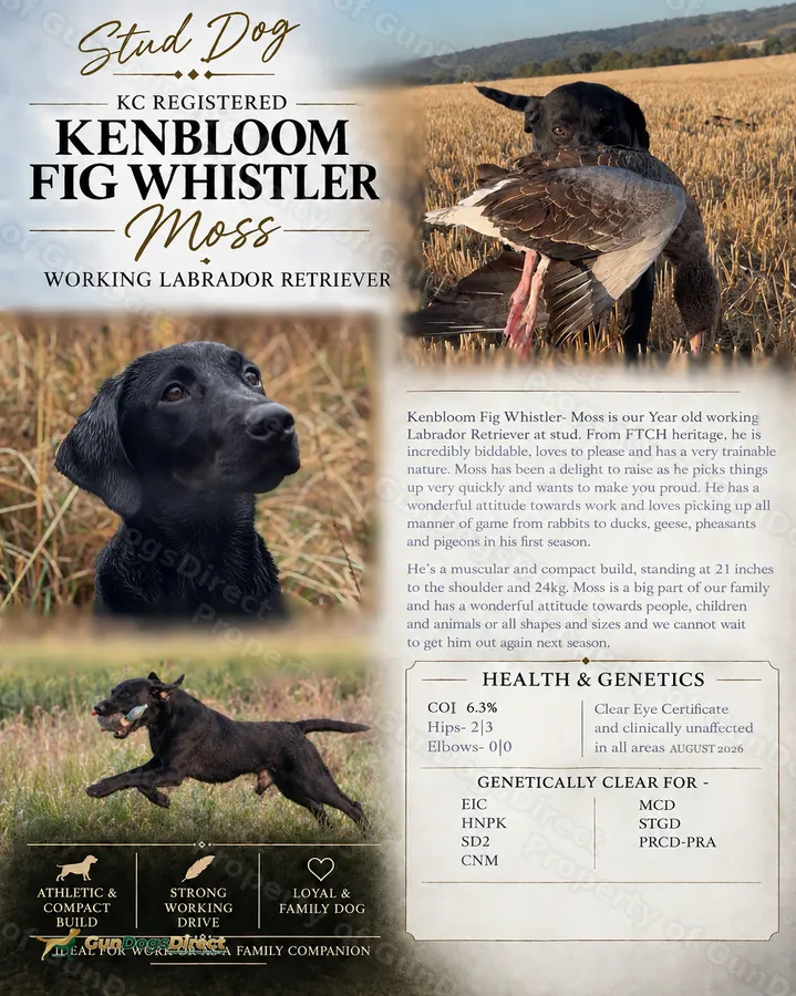 Kenbloom Fig Whistler-Fully Health Tested Stud