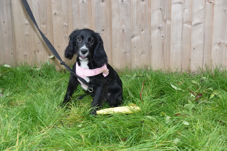 Kc Reg Cocker Spaniel Female