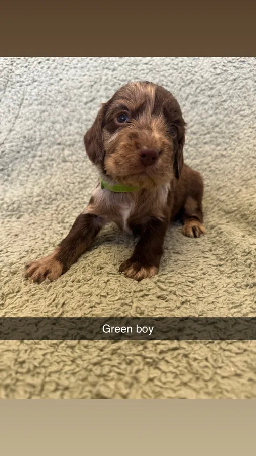 Green boy
