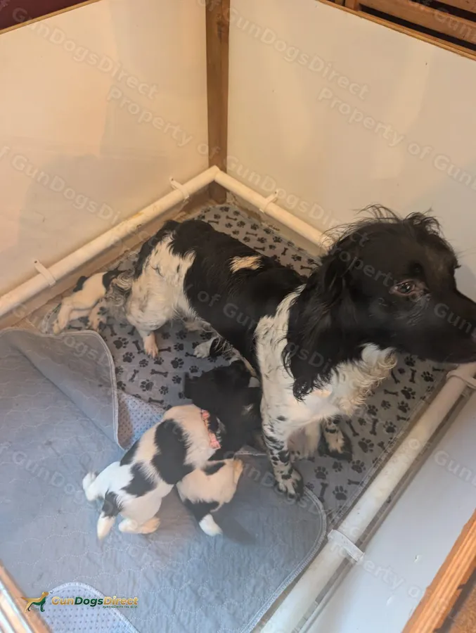 ESS KC registered working puppies