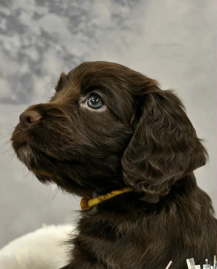 KC Registered Working Cocker Spaniel Girl