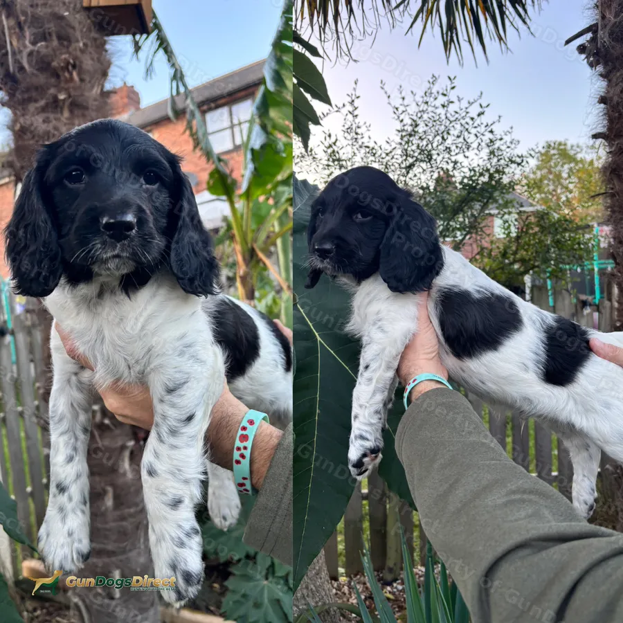 Working Springer Spaniels x 2 boys | GunDogsDirect