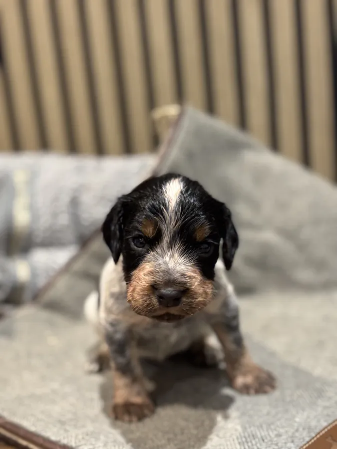 KC health tested working cocker pups