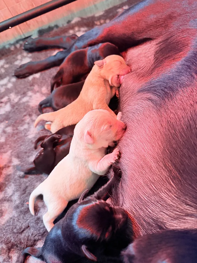 Exceptional Working Labrador Puppies