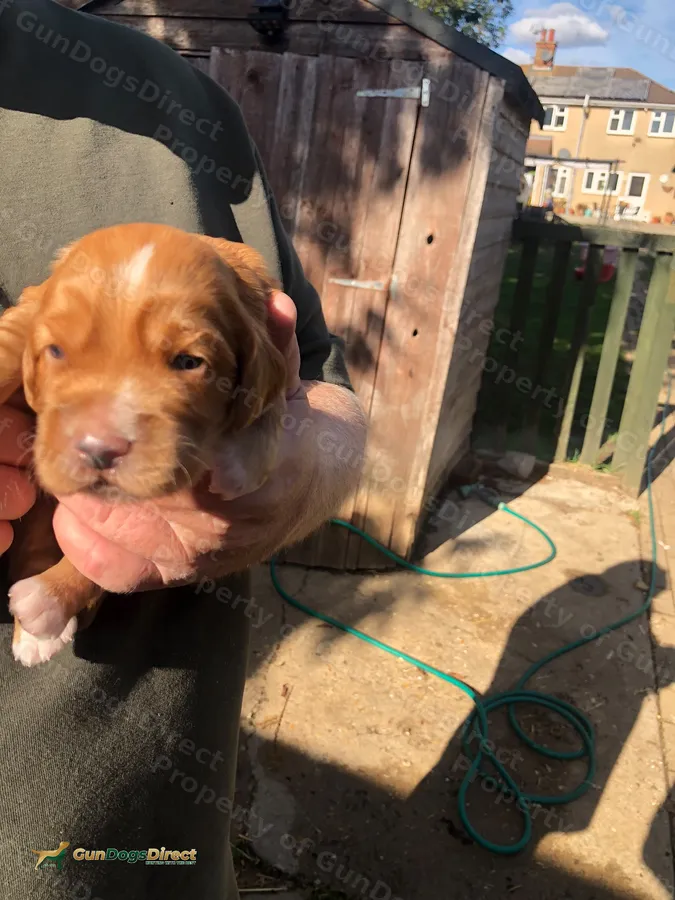 Working Cocker Spaniel Puppy