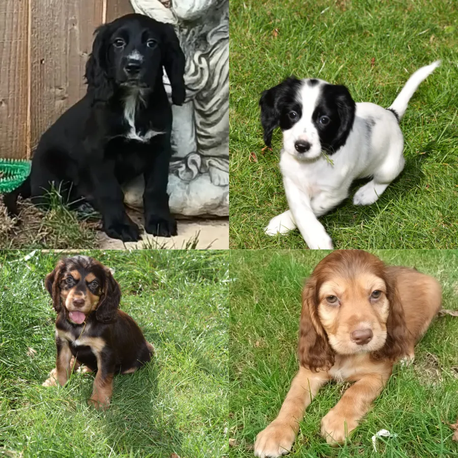 Kc Reg Cocker Spaniel Puppies Available